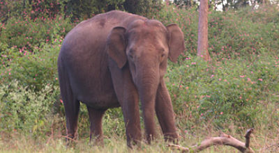 missionary injured by wild elephant