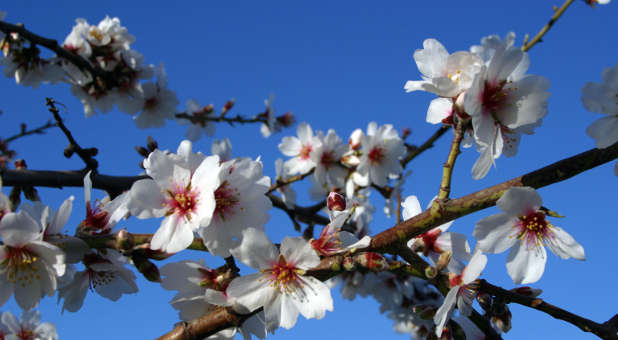 Almond blossom tree