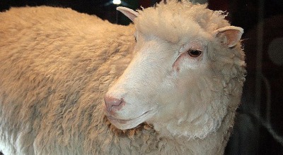 Dolly, the cloned sheep