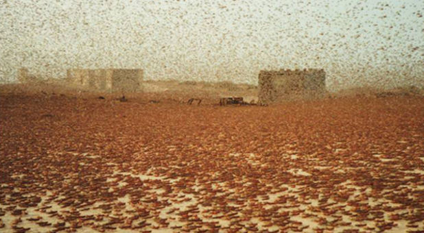 Locusts swarm Egypt