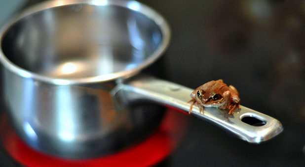 frog, boiling water