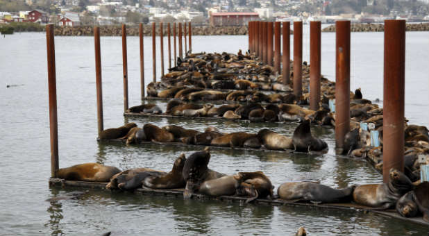 A record 2,250 sea lions, mostly pups, have washed up starving and stranded on Southern California beaches so far this year, a worsening phenomenon blamed on warming seas in the region that have disrupted the marine mammals' food supply.