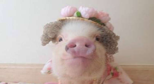 Strip away the hat and the clothes, and you're left with a pig.
