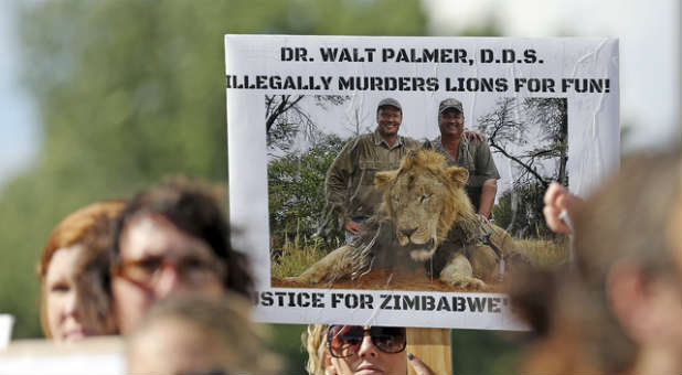 An American dentist hunted and killed Cecil the lion, sparking outrage across the world.