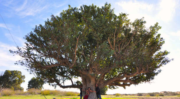 Sycamine (Mulberry) tree