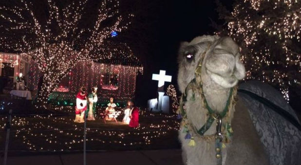 Jeremy Morris' Christmas display ... complete with his camel, Dolly.