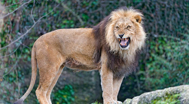 Mean Lion