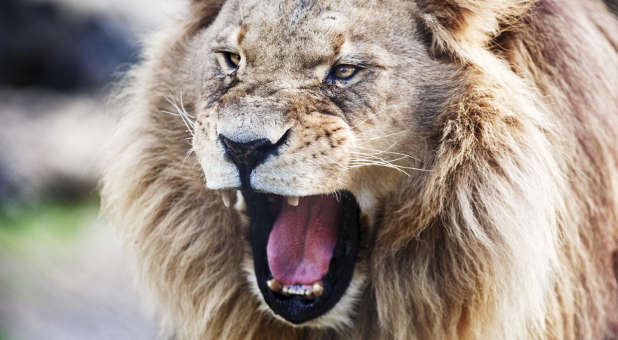 Beware of roaring lions.