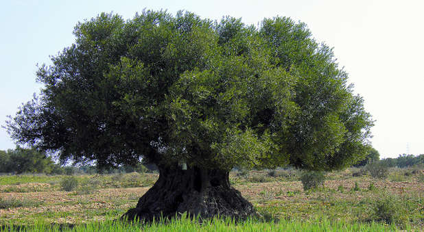 The Olive Tree metaphor