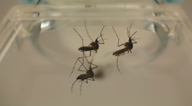 Aedes aegypti mosquitoes are seen at the Laboratory of Entomology and Ecology of the Dengue Branch of the U.S. Centers for Disease Control and Prevention
