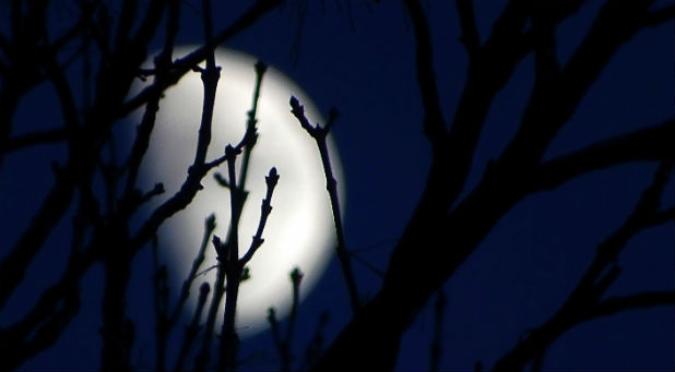 2016 07 moon night sky tree
