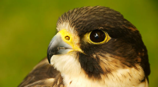 Hawks are known for having extremely keen sight, eight times sharper than the eyesight of humans.