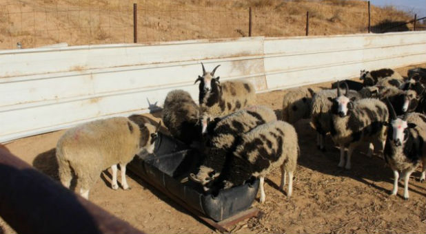 The Jacob's sheep in quarantine in southern Israel on December 5, 2016.