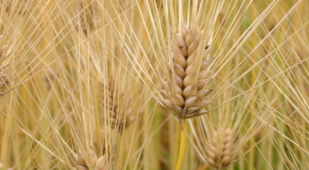 2017 01 Wheat Harvest