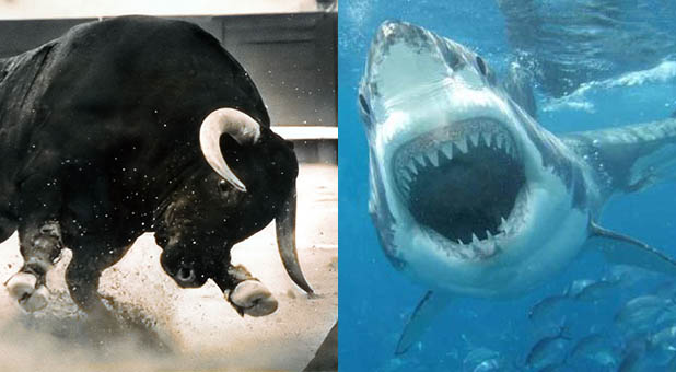 Bull vs. Shark