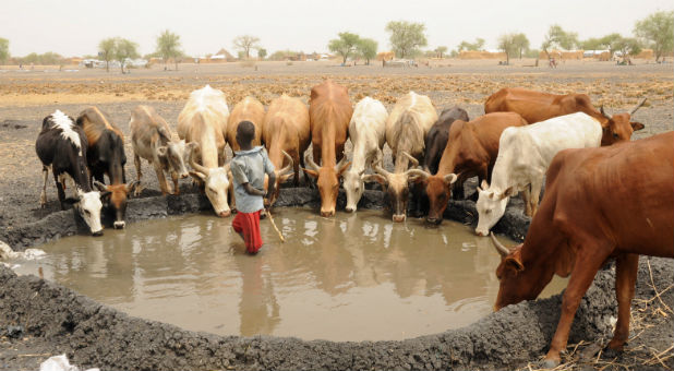 An internally displaced boy looks on as his family cattle drinks water at a camp near Kodok, in the northeastern South Sudanese state of Western Nile