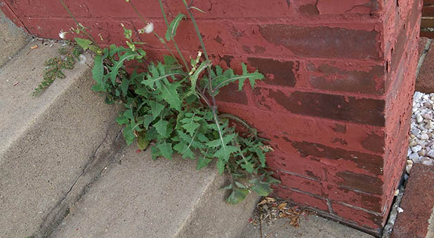 Weeds coming out of cracks in a building foundation