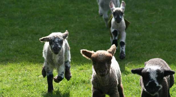 2017 06 lambs running away
