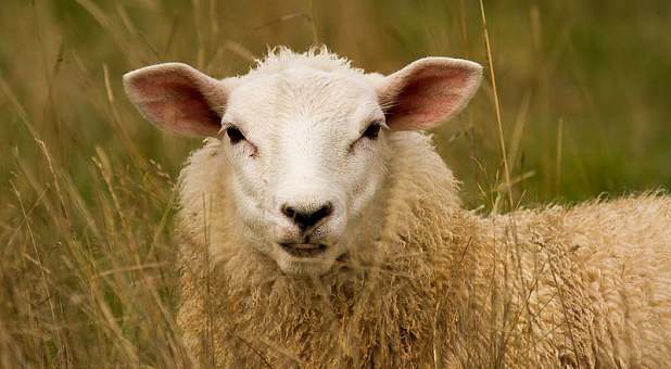 2017 spirit sheep in long grass