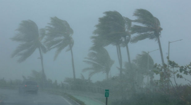 Palm trees bend in the winds of Hurricane Irma.