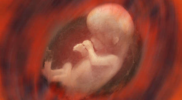 2017 12 human fetus