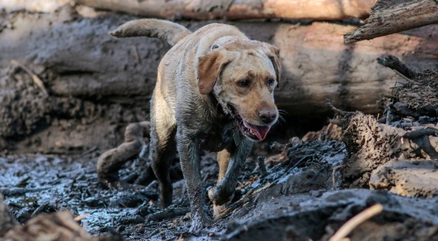 A search and rescue dog is guided through properties after a mudslide in Montecito, California.