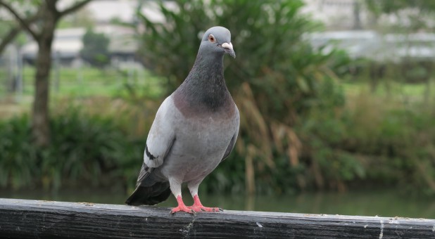 Doves are sensitive birds. At the slightest movement they fly away. They are symbolic of the Holy Spirit. Although similar, pigeons are distinctly different.