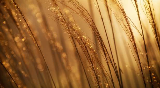 2018 spirit Spiritual Growth wheat