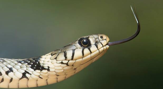 2018 blogs Prophetic Insight grass snake