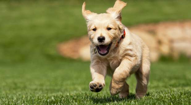2018 blogs Love Leads GettyImages running puppy