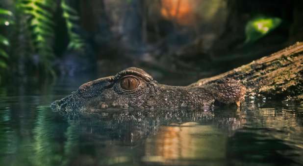 2018 blogs Plumb Line alligator water swamp
