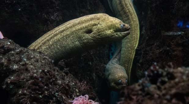 2018 blogs Plumb Line eels marine
