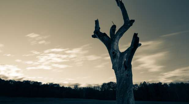 2018 blogs Prophetic Insight dead tree