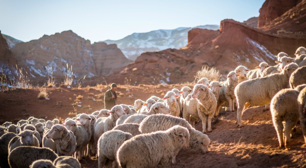 2018 12 Israel Sheep Shepherd