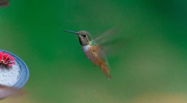 2018 blogs A Voice Calling Out hummingbird hovers