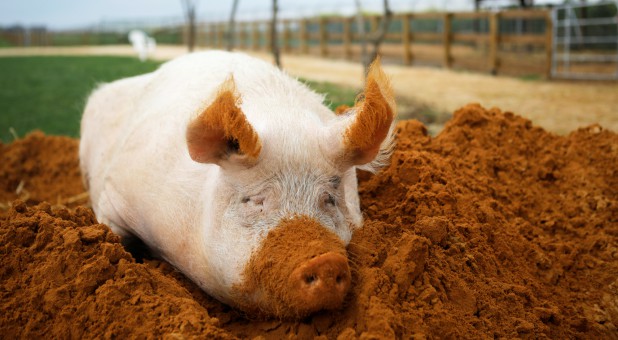 A pig named Yossi sits in soil at