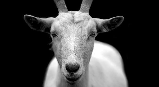 2019 life Men goat white