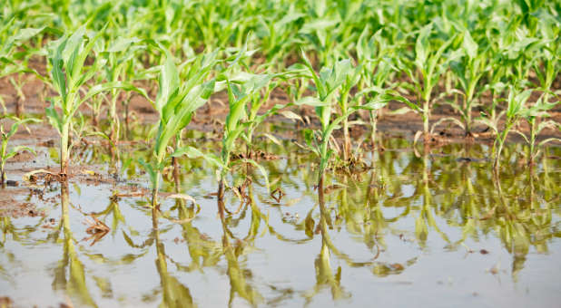 2019 05 Flooded corn field banksphotos E