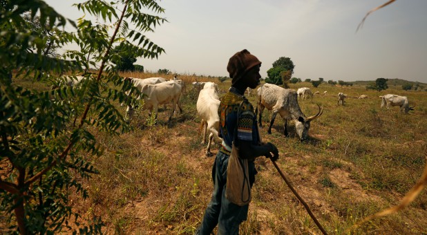 A Fulani shepherd stands at the boundary of a farm watching over grazing cattle in Paiko, Niger State, Nigeria.