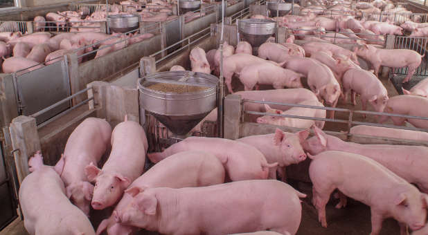 2019 06 pig farm chayakorn lotongkum iStock