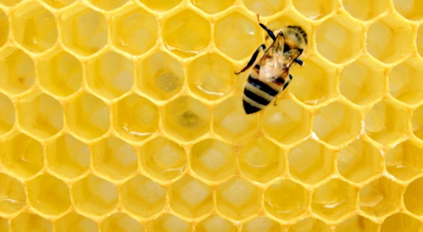 According to a recent survey of U.S. beekeepers, an astounding 37% of all honeybee colonies were lost over the winter.