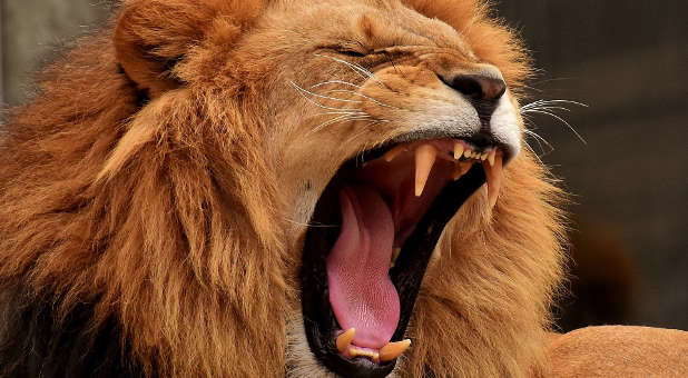 2019 08 lion roar