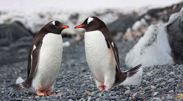 2019 09 gay penguins
