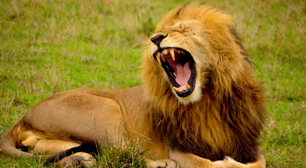 2019 blogs Prophetic Insight roaring lion
