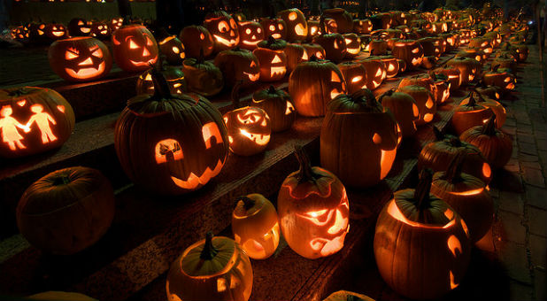 Rows of pumpkins