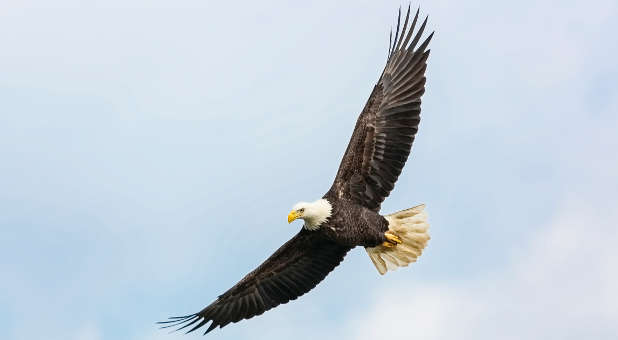 2020 Blogs God Encounters Today bald eagle
