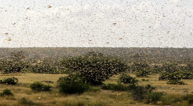 2020 02 reuters locust swarms