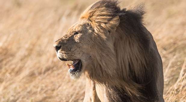 images jean wimmerlin roaring lion unsplash