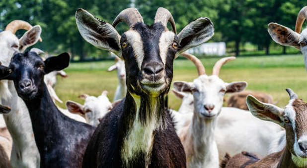 2021 8 Stringer goats