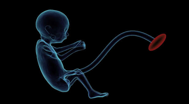 2021 8 fetus unborn baby